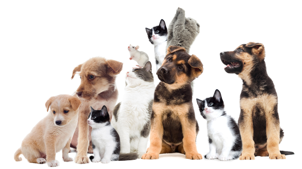 charities from A to Z